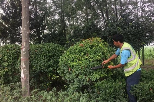 夏天怎么管理苗木，每次降雨或灌溉后都要松土除草