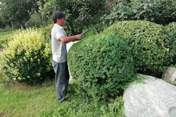 夏天怎么管理苗木，每次降雨或灌溉后都要松土除草