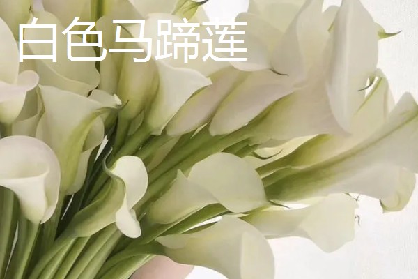 马蹄莲的花语，白色马蹄莲寓意着纯洁的爱