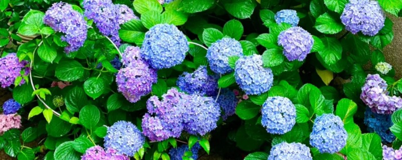 绣球花种子的种植方法，将其摆放在室内通风透气环境中