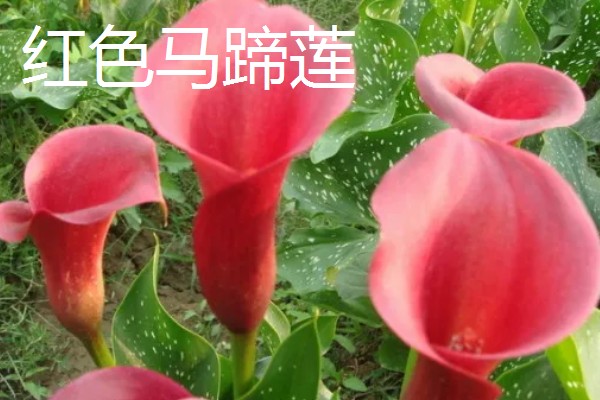 马蹄莲的花语，白色马蹄莲寓意着纯洁的爱