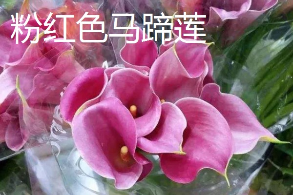 马蹄莲的花语，白色马蹄莲寓意着纯洁的爱