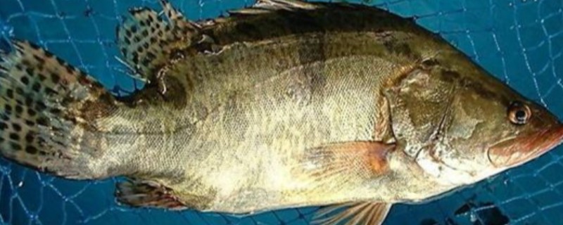 桂鱼吃什么食物，主要以活鱼虾为食