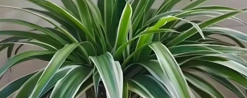 家里不能养吊兰的原因，风水学认为会导致主人的事业走下坡路