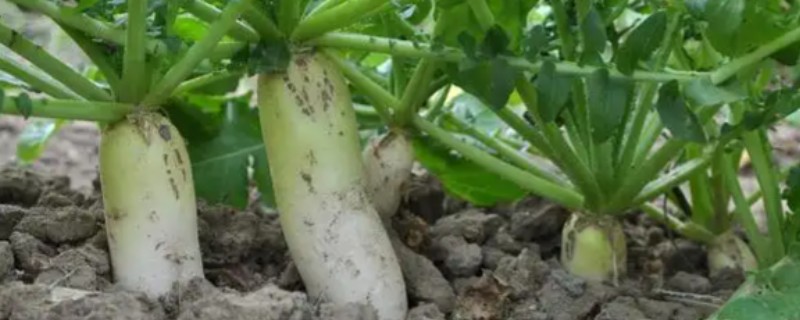 萝卜病毒病怎么防治，发病初期可喷施菌毒清等药物