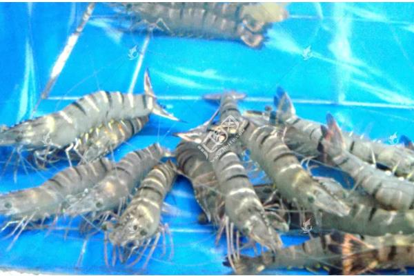 九节虾能淡水养殖吗,能淡水养殖