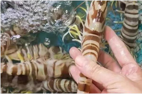 九节虾能淡水养殖吗,能淡水养殖