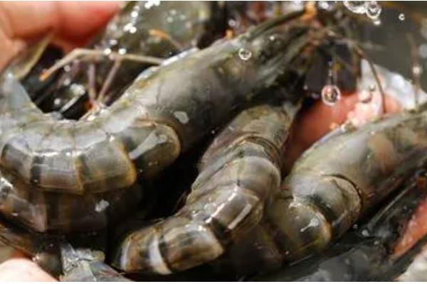 九节虾能淡水养殖吗,能淡水养殖