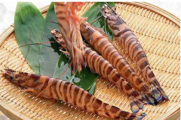 九节虾能淡水养殖吗,能淡水养殖