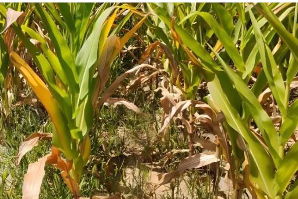 玉米叶片发黄怎么办,单一施肥需追施氮磷钾复合肥