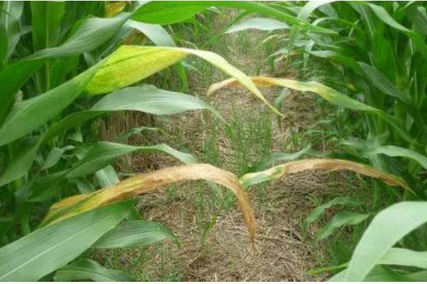 玉米叶片发黄怎么办,单一施肥需追施氮磷钾复合肥