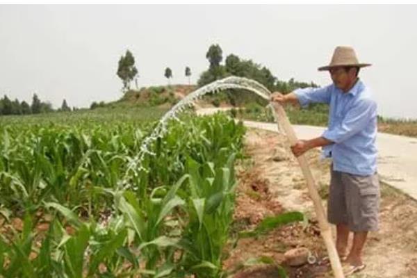 玉米叶片发黄怎么办,单一施肥需追施氮磷钾复合肥