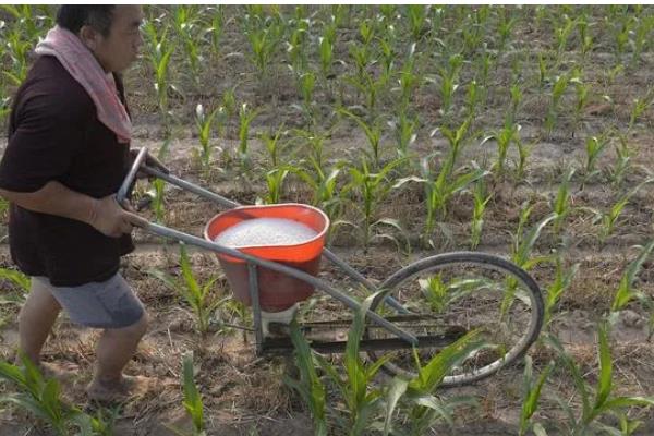 玉米叶片发黄怎么办,单一施肥需追施氮磷钾复合肥