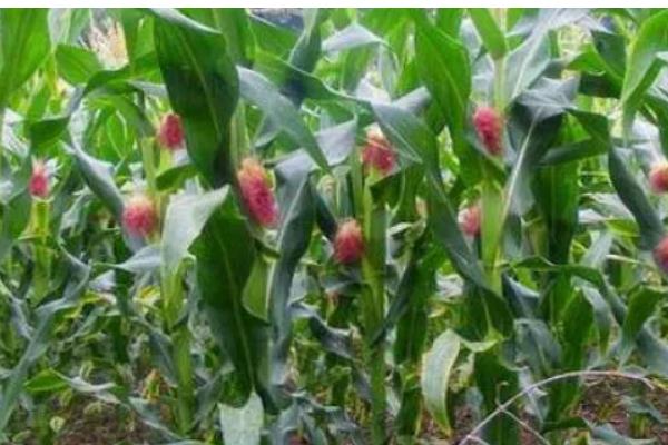 玉米叶片发黄怎么办,单一施肥需追施氮磷钾复合肥