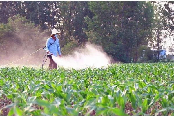 玉米叶片发黄怎么办,单一施肥需追施氮磷钾复合肥