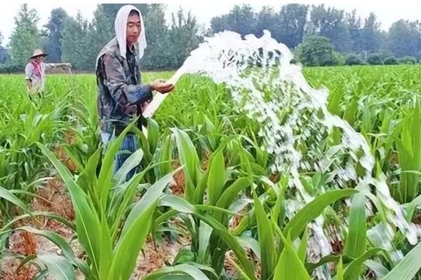 玉米叶片发黄怎么办,单一施肥需追施氮磷钾复合肥