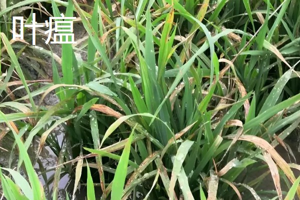 水稻稻瘟病的种类，分为苗瘟、叶瘟、穗瘟、节瘟