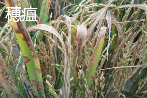 水稻稻瘟病的种类，分为苗瘟、叶瘟、穗瘟、节瘟