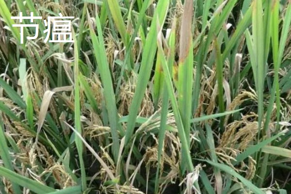 水稻稻瘟病的种类，分为苗瘟、叶瘟、穗瘟、节瘟