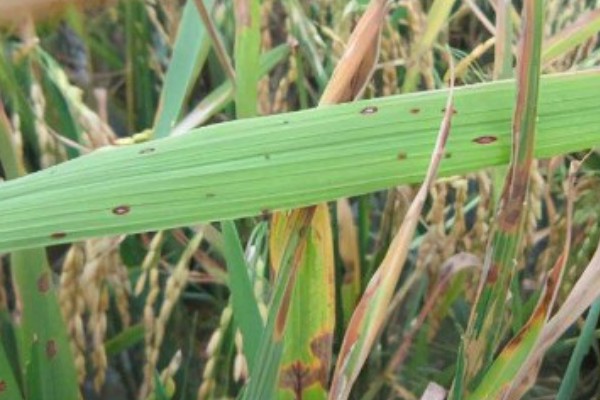 水稻稻瘟病的种类，分为苗瘟、叶瘟、穗瘟、节瘟