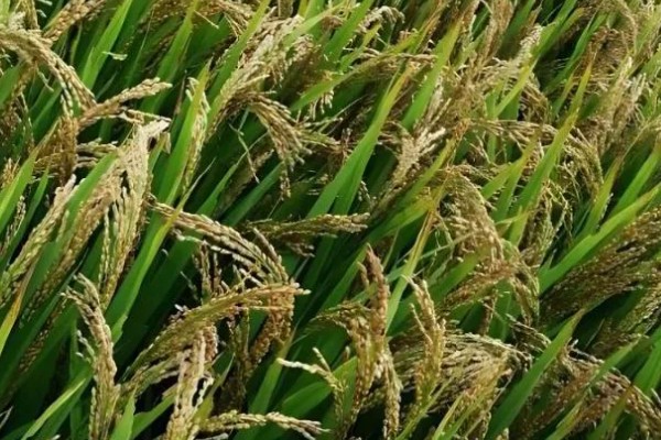 水稻稻瘟病的种类，分为苗瘟、叶瘟、穗瘟、节瘟