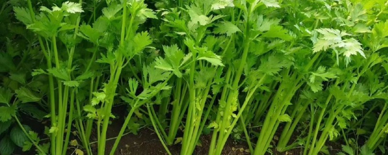 芹菜苗怎么种植，浸种后再撒播种子