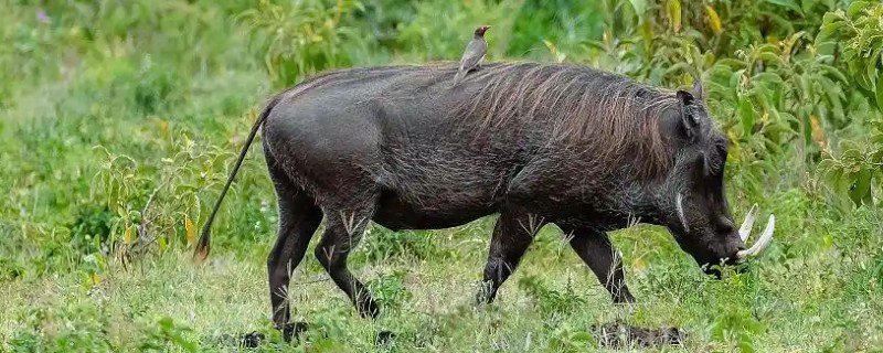怎么简单驱赶野猪，可以饲养猎犬