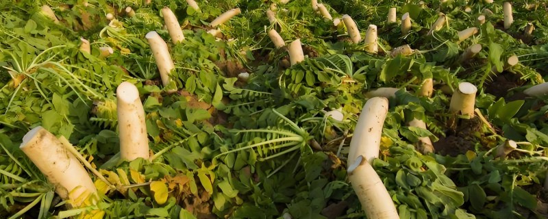 萝卜如何种植，前茬不能栽种十字花科的植物