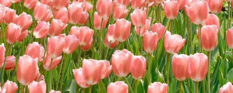 二月份能种郁金香吗，二月份可以种植郁金香