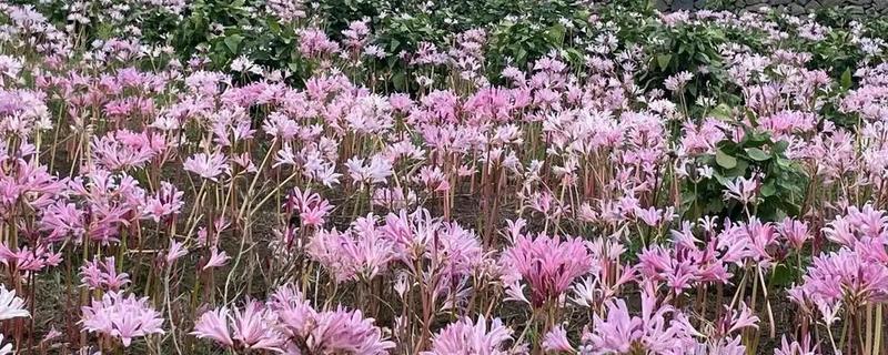 换锦花开放时有没有叶片，花期过后才会长出叶片