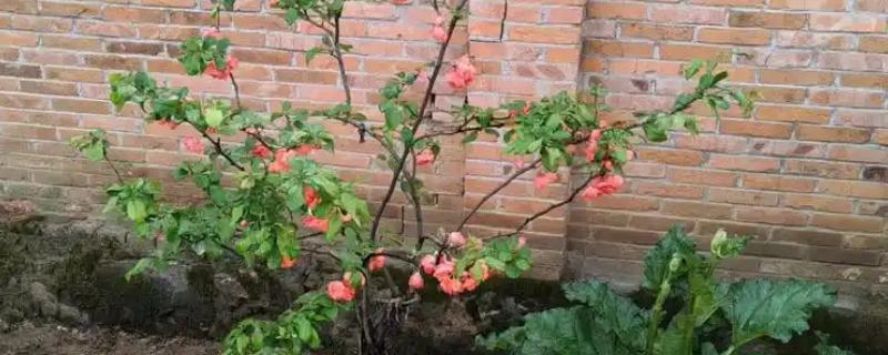 海棠树的栽培方法，对密集枝进行剪疏可让植株更通透