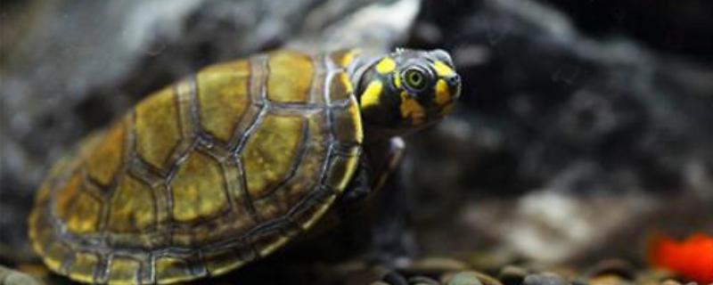 黄头侧颈龟吃不吃鱼屎，偏爱素食但也会将鱼粪作为食物