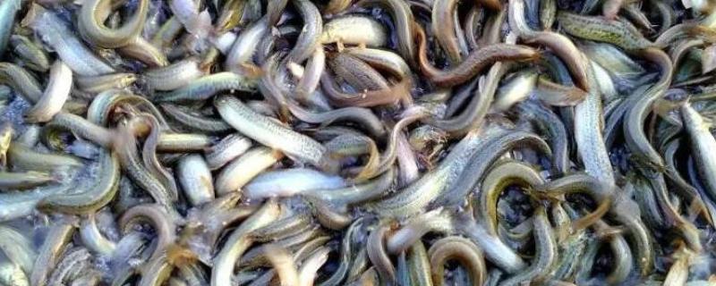 养殖泥鳅要喂什么，可以饲喂米糠、豆饼、豆渣等