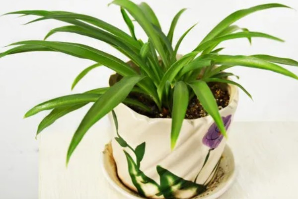 吊兰的摆放禁忌，不能放在阴暗处、干燥处