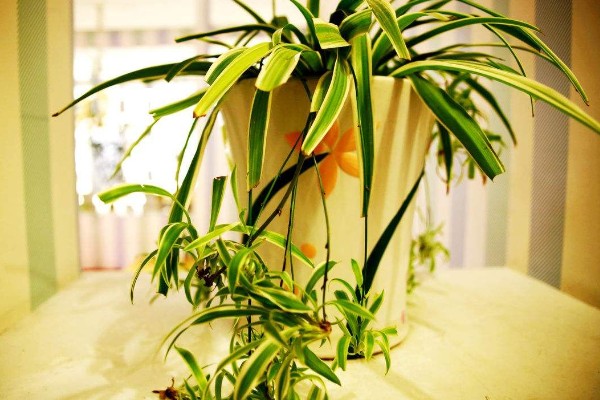 吊兰的摆放禁忌，不能放在阴暗处、干燥处