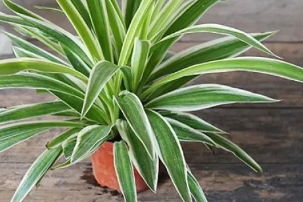 吊兰的摆放禁忌，不能放在阴暗处、干燥处