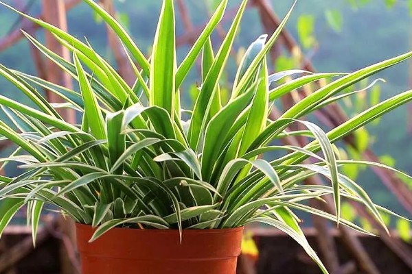 吊兰的摆放禁忌，不能放在阴暗处、干燥处