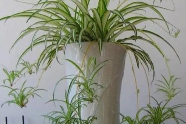 吊兰的摆放禁忌，不能放在阴暗处、干燥处