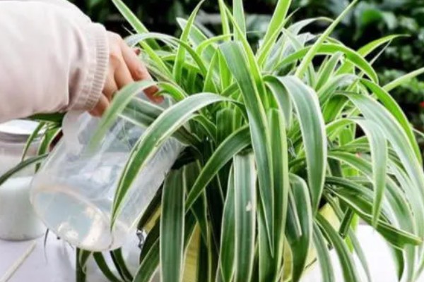 吊兰的摆放禁忌，不能放在阴暗处、干燥处