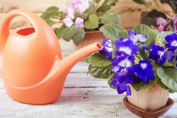 紫罗兰鲜花蔫了怎么处理，可能是浇水过多所致