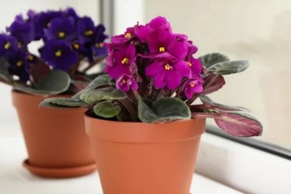 紫罗兰鲜花蔫了怎么处理，可能是浇水过多所致