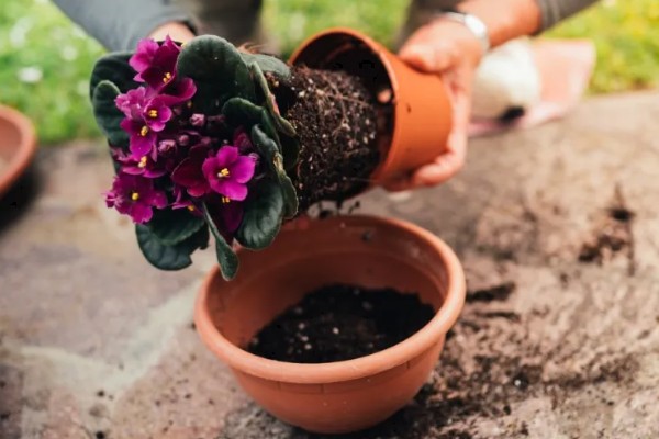 紫罗兰鲜花蔫了怎么处理，可能是浇水过多所致