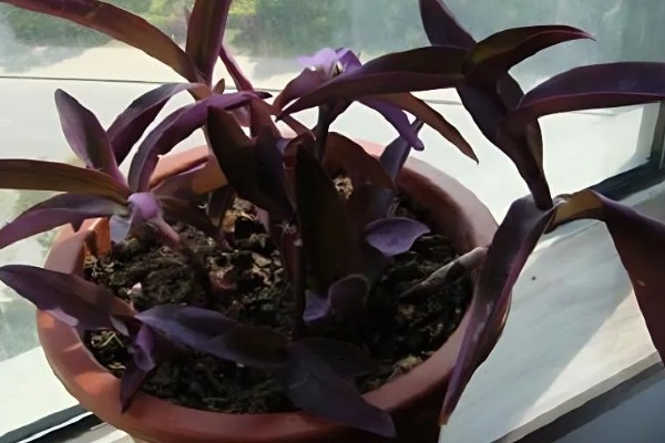 紫罗兰鲜花蔫了怎么处理，可能是浇水过多所致