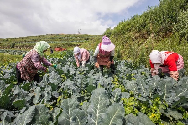 西兰花栽培后如何管理,需及时追肥