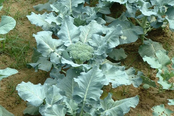 西兰花栽培后如何管理,需及时追肥