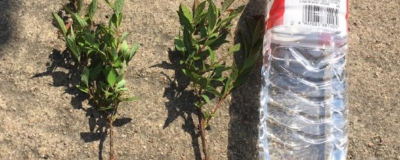 绣线菊能扦插吗，绣线菊能扦插