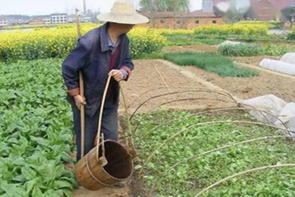 冲施肥的用法，将肥料兑水稀释后再倒入沟中或穴内