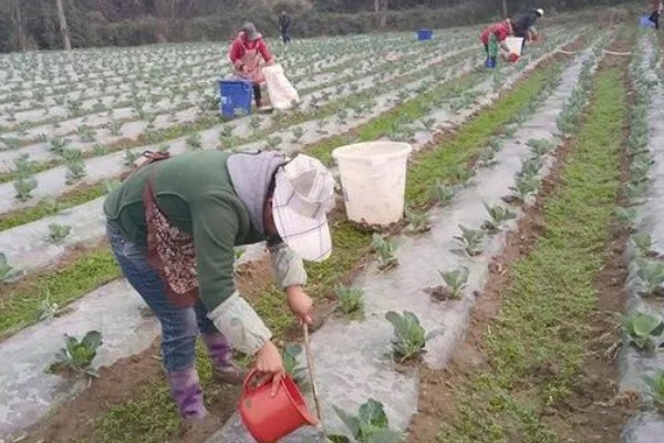 冲施肥的用法，将肥料兑水稀释后再倒入沟中或穴内