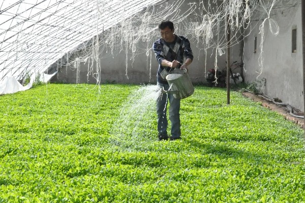 冲施肥的用法，将肥料兑水稀释后再倒入沟中或穴内