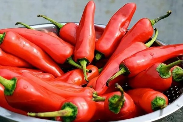 子弹头辣椒怎么吃，可制成泡椒、辣椒粉和香辣菜